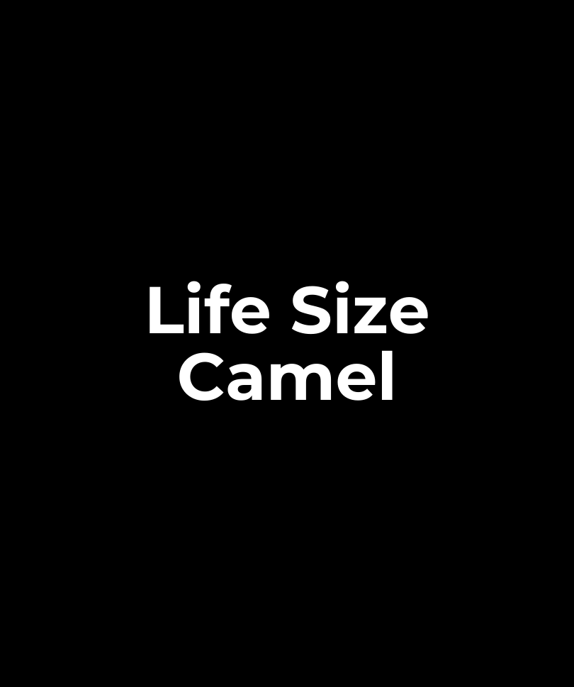 Life Size Camel